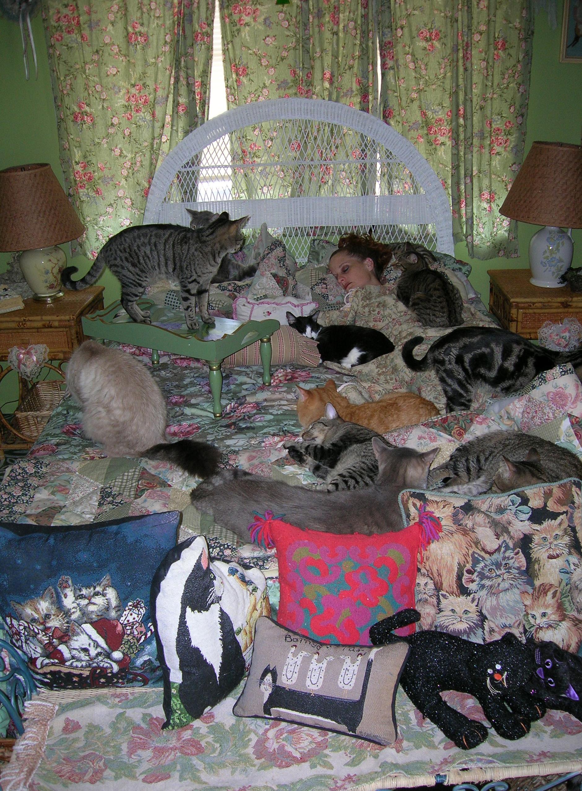 Jan07116174.tmp/Kittiesonbed.JPG
