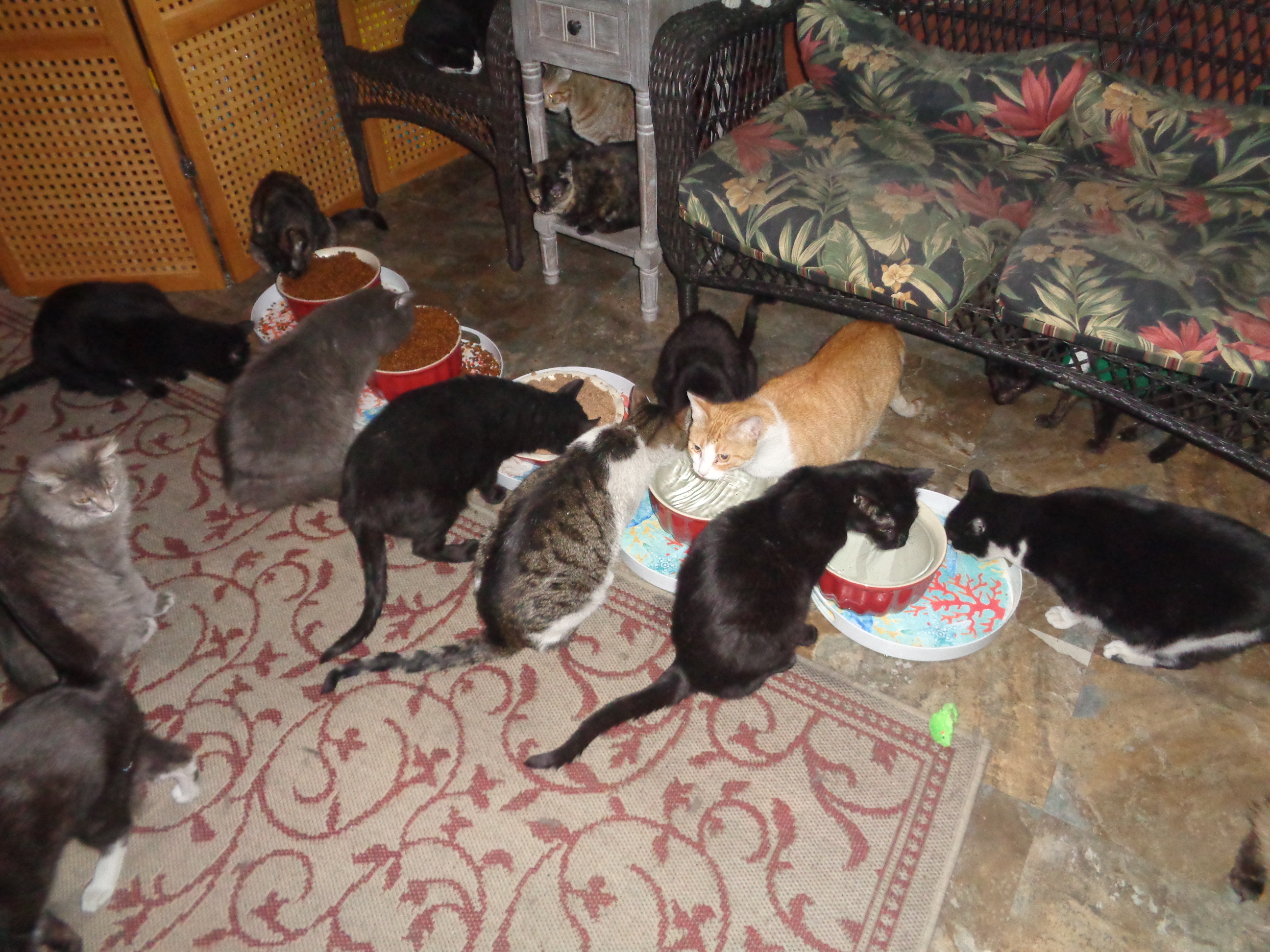 Jan07116174.tmp/food.JPG