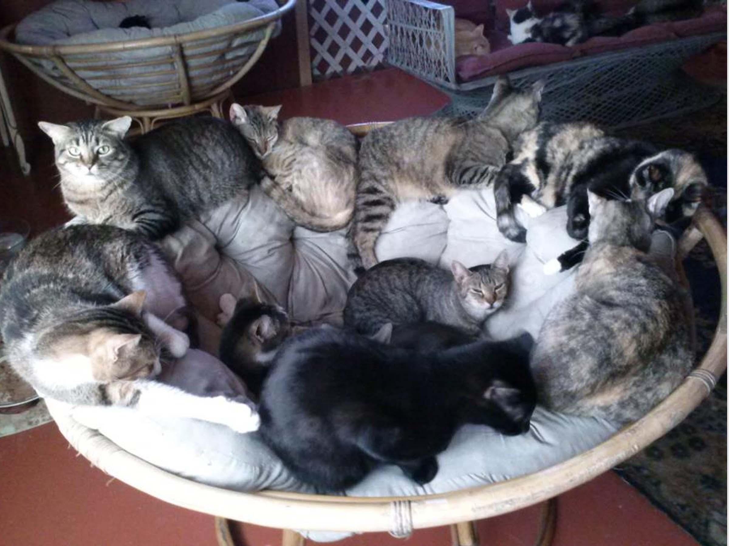 Jan07116174.tmp/lukekitties.jpg